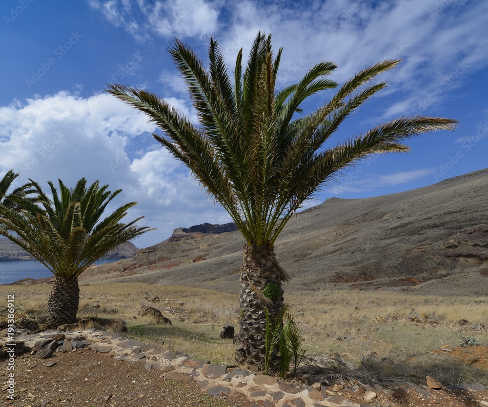 Palme La Sao Lourenco