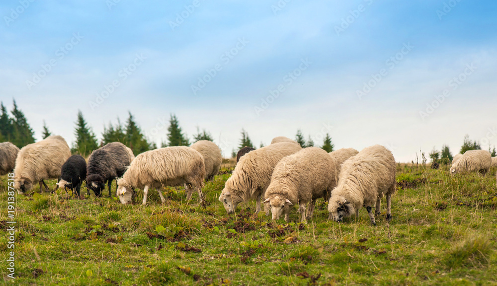 Picture of landscape with herd of sheep and goats graze on green pasture in the mountains. Young white and brown sheep graze on the farm. Picture of landscape with herd of sheep and goats graze on green pasture in the mountains. Young white and brown sheep graze on the farm.
