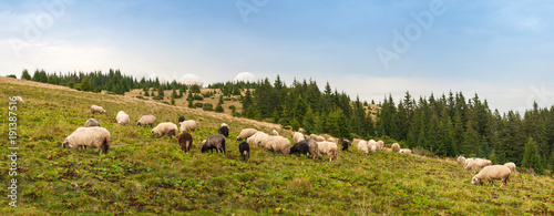 Panorama of landscape with herd of sheep graze on green pasture in the mountains. Young white and brown sheep graze on the farm.