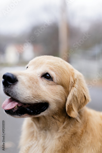 golden retriever dog © KCULP