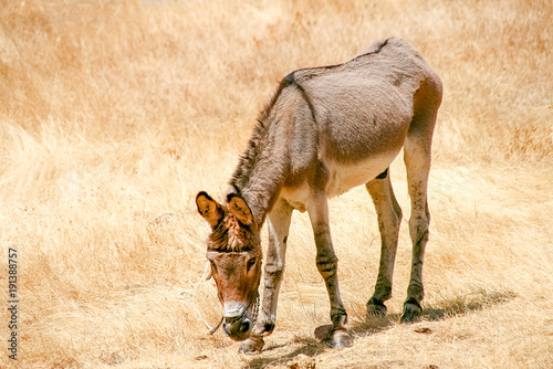 Skiny donkey under the sun at the fields a hot day photo