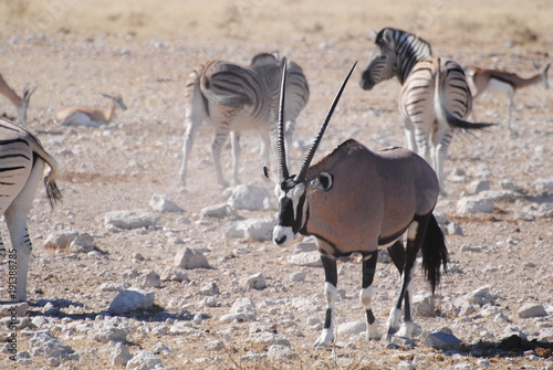 Oryx in Nambia - Afrika photo