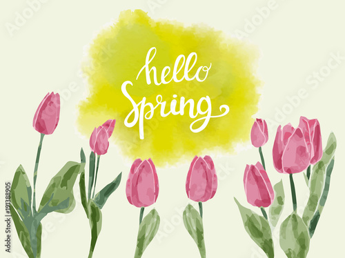 Fototapeta Naklejka Na Ścianę i Meble -  background  with watercolor tulips and hand drawn Lettering text hello spring