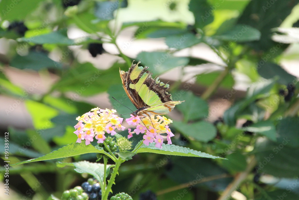 Busy Butterfly, Devonian Botanic Gardens, Devon, Alberta Busy Butterfly, Devonian Botanic Gardens, Devon, Alberta