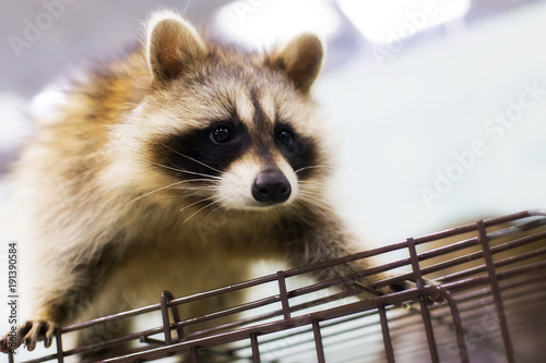 raccoon close up, sitting on the cage