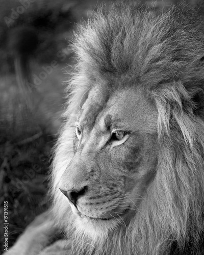 Fototapeta Naklejka Na Ścianę i Meble -  Lion Portrait
