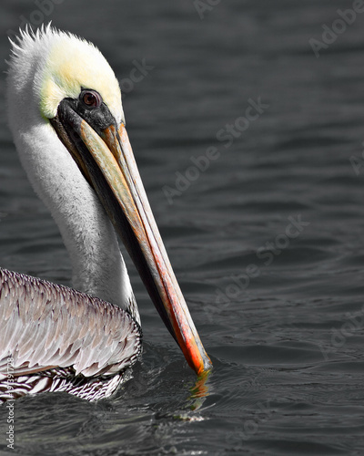 Photography Pelican Portrait