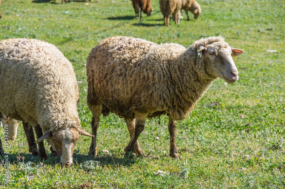 Sheeps in a field Sheeps in a field