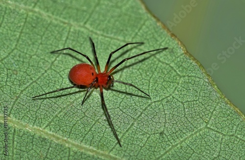 Black-Tailed Red Sheetweaver spider Florinda coccinea on leaf nature pest control Springtime. photo