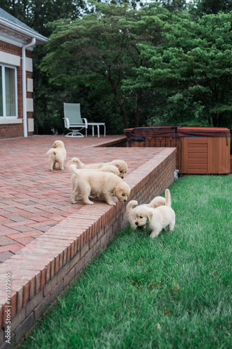 golden retriever puppies photo