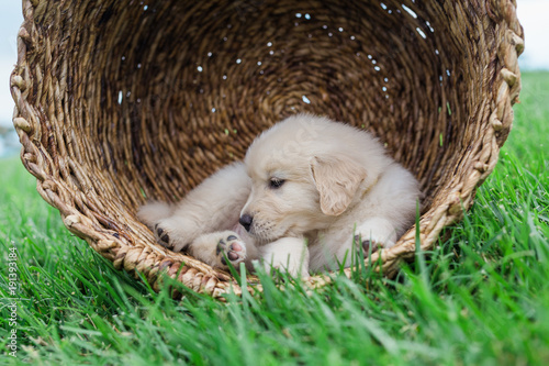 golden retriever puppies photo