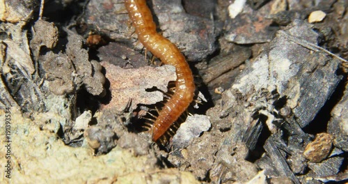 Centipede with Many Legs Orange and Black Ant Macro Close Up, 4K photo