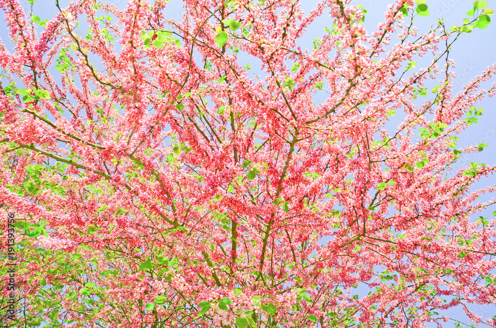flowers spring background sky leaves pink red green