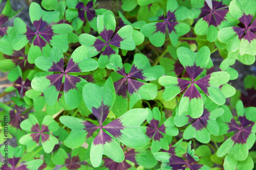 Leaves of the Oxalis Deppei plant, also known as Oxalis Tetraphylla
