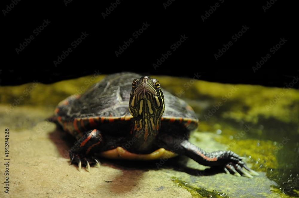 Obraz premium Turtle on rock