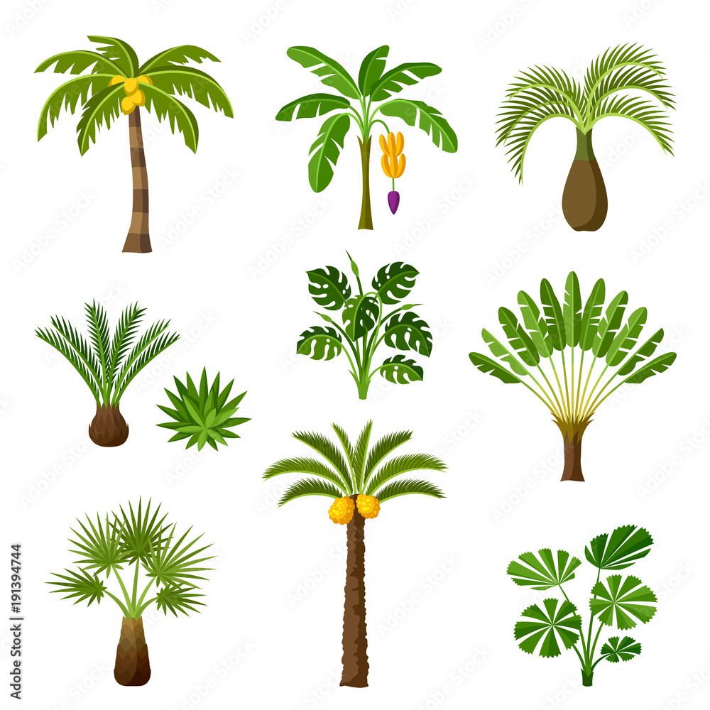 Fototapeta premium Zestaw tropikalnych palm. Egzotyczne rośliny tropikalne Ilustracja natury dżungli