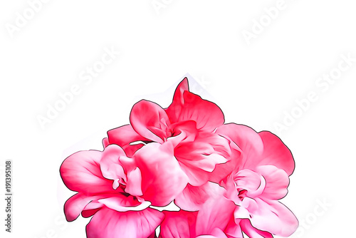 Drawing of a red geranium with a white background