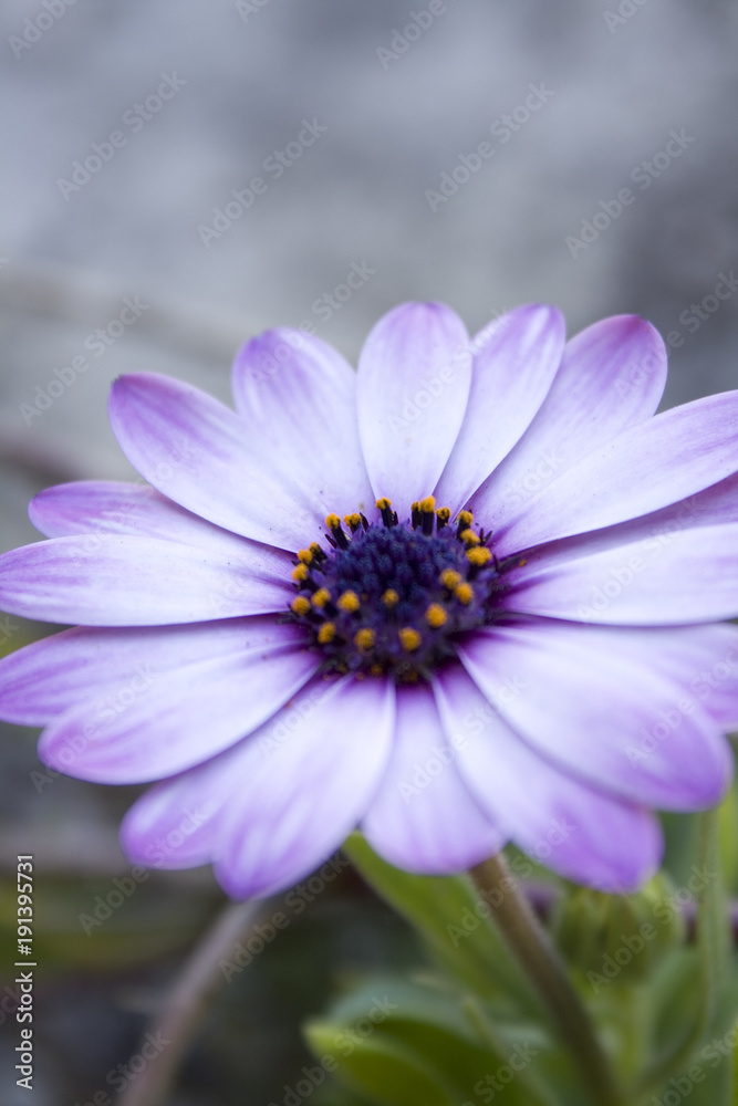 Fototapeta premium Flower