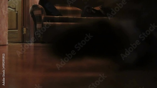 cat chasing laser pointer towards camera. Slowmo.