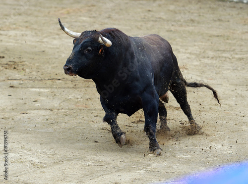 bull in spain