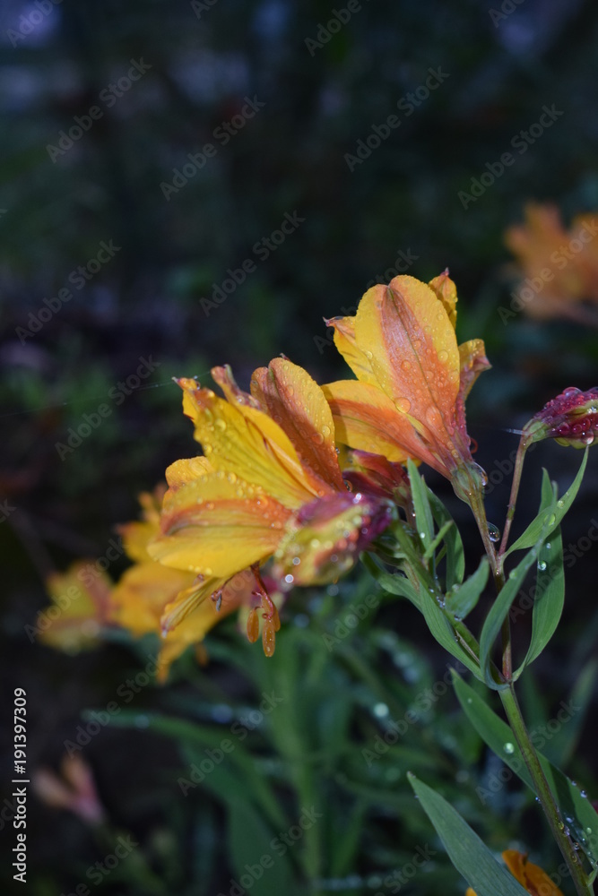 Fototapeta premium destello de flores