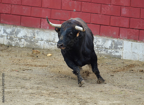 bull in spain