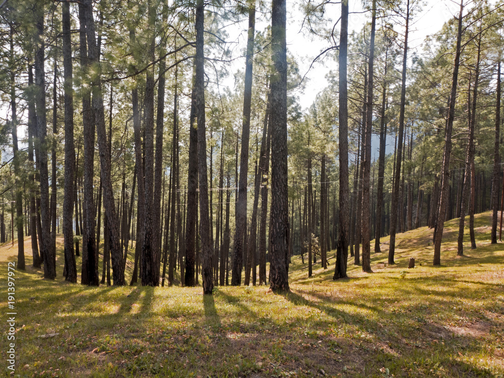 Fototapeta premium Wanderung durch das Himalaya Gebiet von Uttarakhand Indien