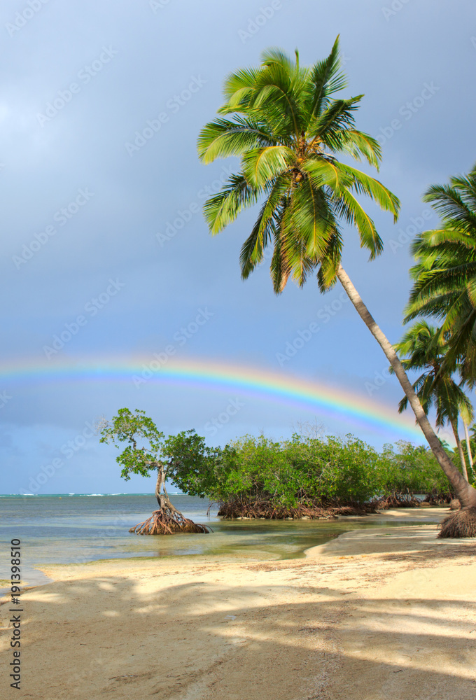 Obraz premium Palm trees on white tropical beach.