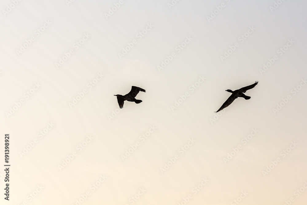 Fototapeta premium Zwei Gänse im Flug