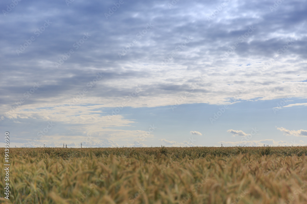 Fototapeta premium A giant plantation field of yellow and green wheat ears riping for vegetarian below blue sky on the horizon
