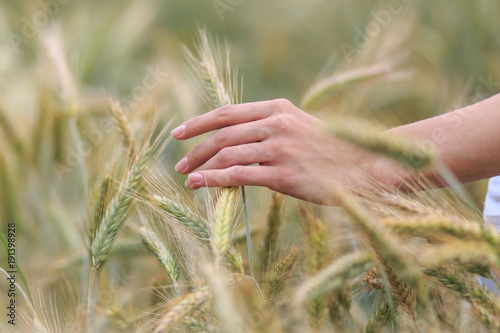 A close up of young woman's hands reaching towards organic stalks of yellowih wheat with her hands in the countryside