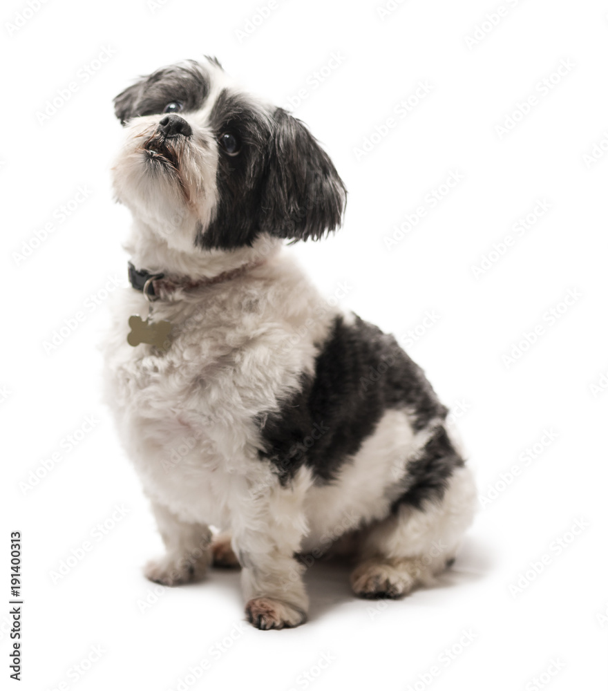 Cute, adorable and cuddly black or grey and white Lhasa Apso dog isolated on a pure white studio background Cute, adorable and cuddly black or grey and white Lhasa Apso dog isolated on a pure white studio background