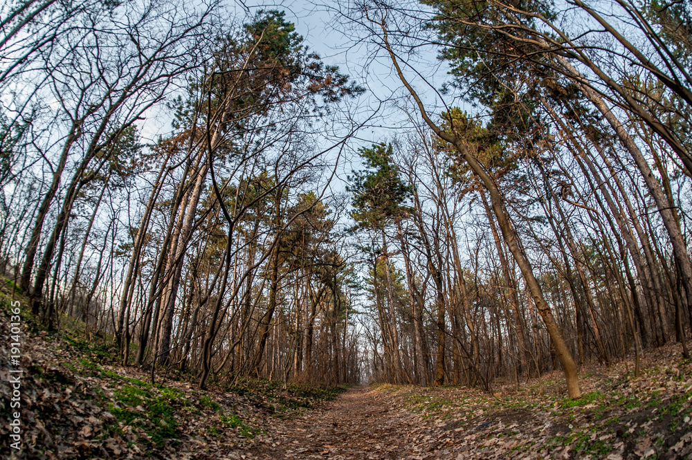 Obraz premium Art, abstract and artistic fisheye view. Forest and tree branch