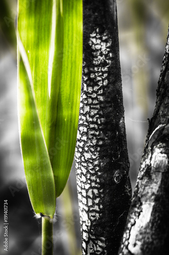 A burned birch tree and a reviviscent reed photo