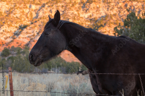 A black horse looks over the fence while the late afternoon sun paints the cliffs behind him with glowing light