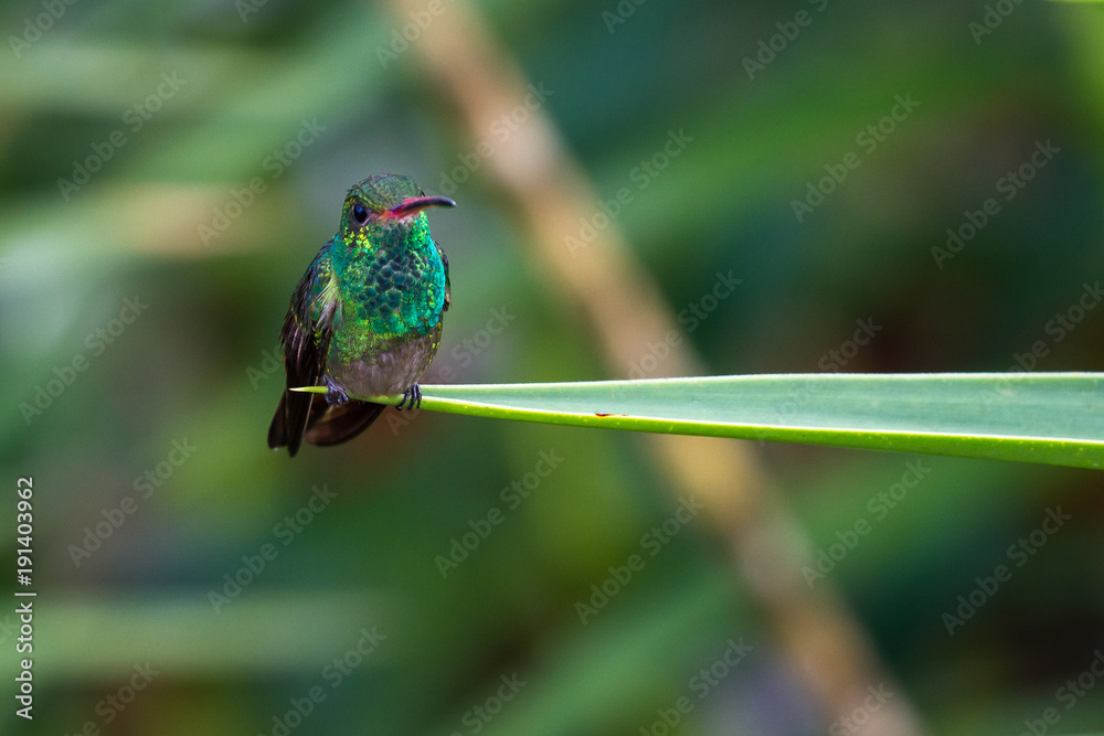 Fototapeta premium rufous-tailed hummingbird - Amazilia tzacatl