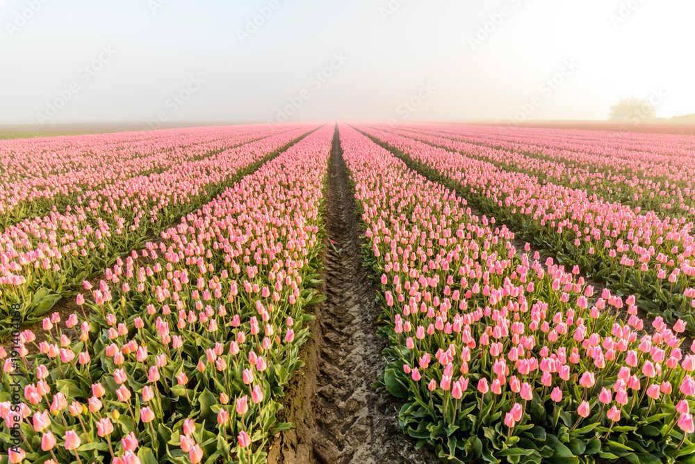 Rosa Tulpenfeld in Holland