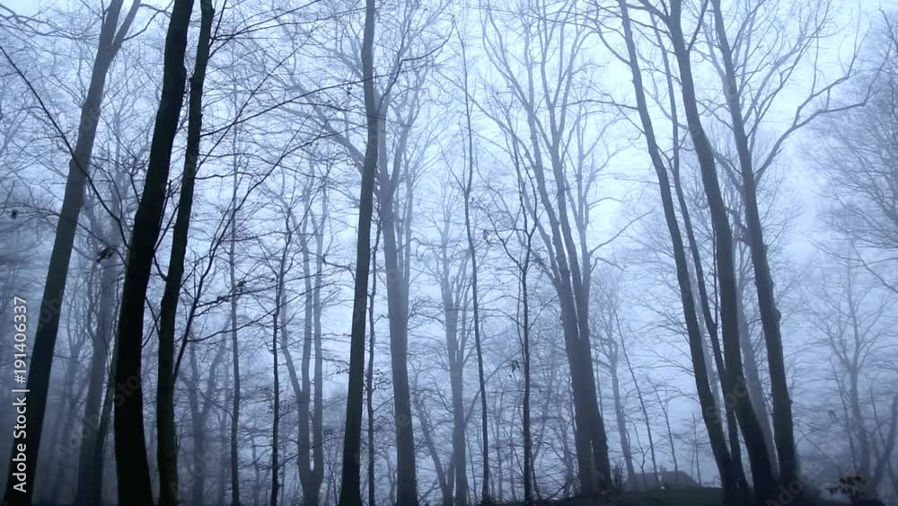 Unheimlicher Wald im Nebel, full HD 1080p Video Footage Unheimlicher Wald im Nebel, full HD 1080p Video Footage