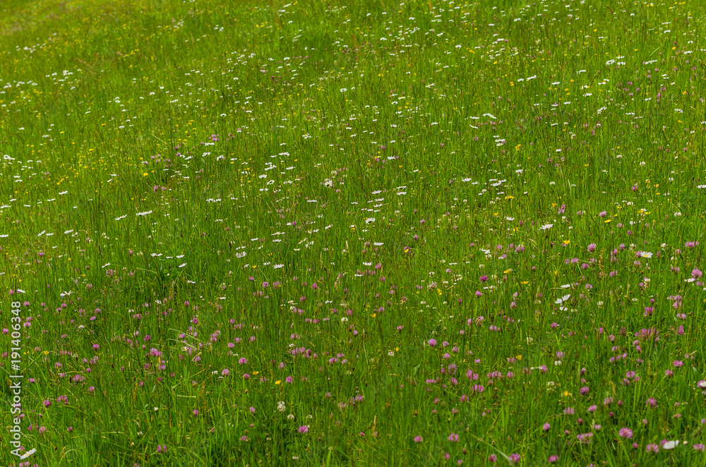frisches gras und viele blumen frisches gras und viele blumen