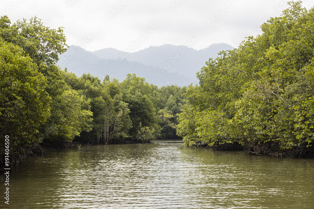 River cruise showing the Mangrove tree in the green salt water in Kilim park Langkawi, Malaysia