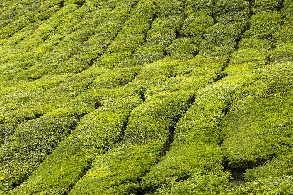 Tea farm at Cameron Highland Malaysia