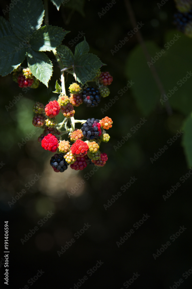 Blackberries on the vine are beautiful and fresh Blackberries on the vine are beautiful and fresh