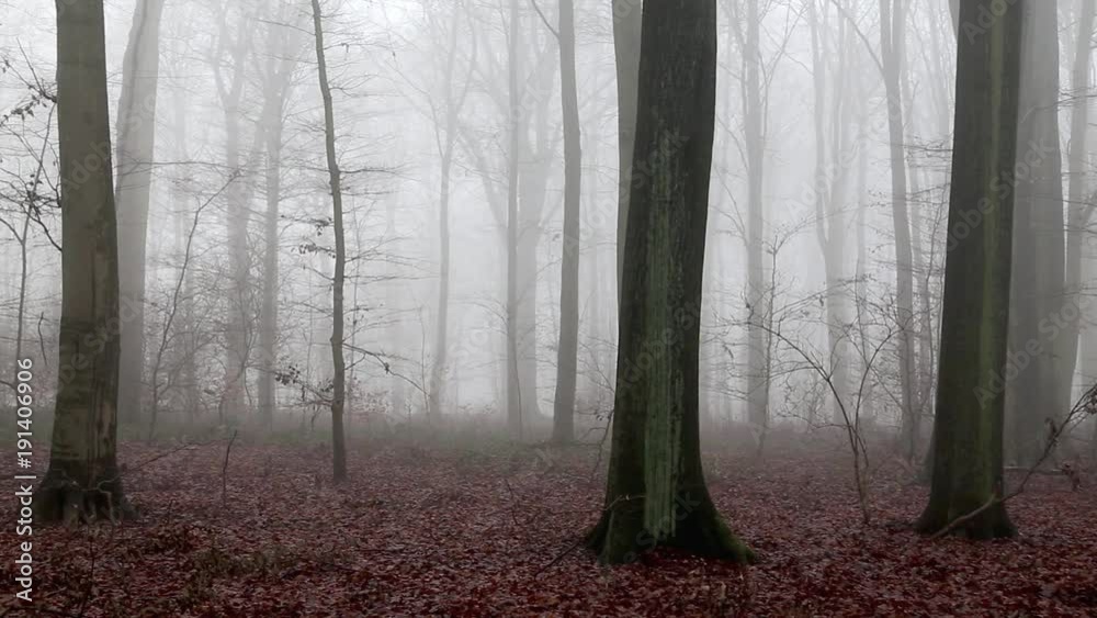 Wald im Nebel, Schwenk nach oben auf Baumkronen, full HD 1080p Video Footage