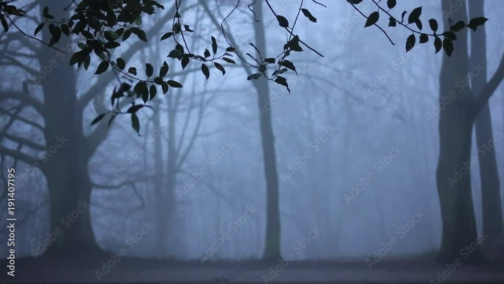 Wald im Nebel, Schwenk nach oben auf Baumkronen, full HD 1080p Video Footage