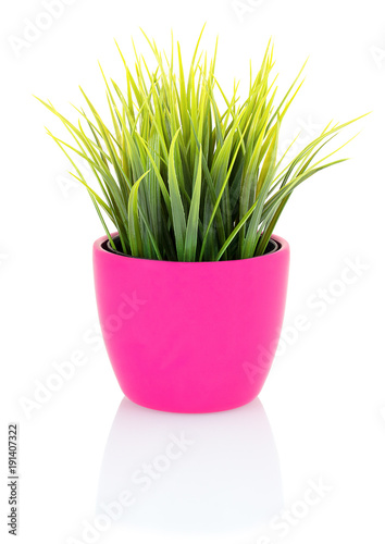 Green grass in a pink pot isolated on white background with shadow reflection. Green grass in flowerpot made of porcelain. Green grass in clay pot on white backdrop. Decorative grass in flowerpot.