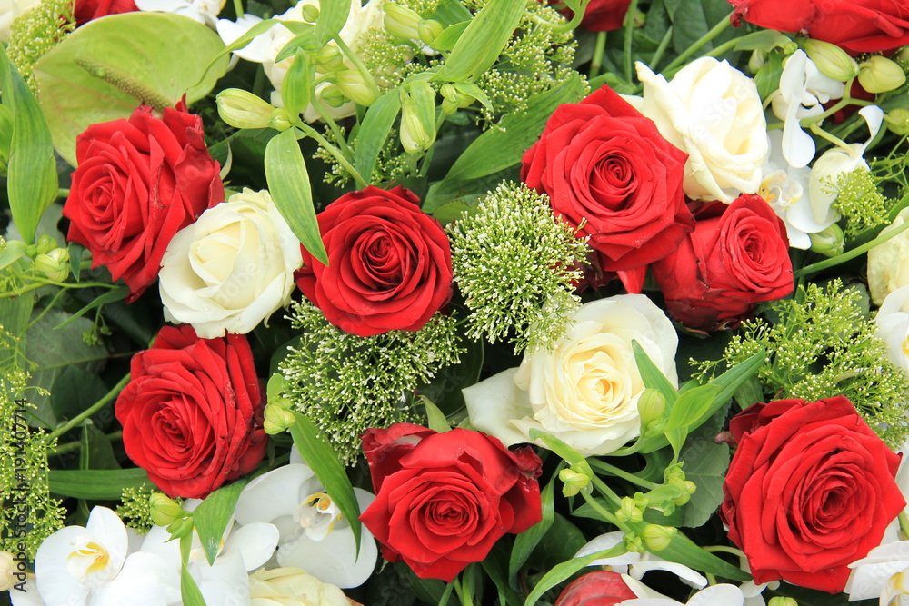 Naklejka premium Big red and white roses