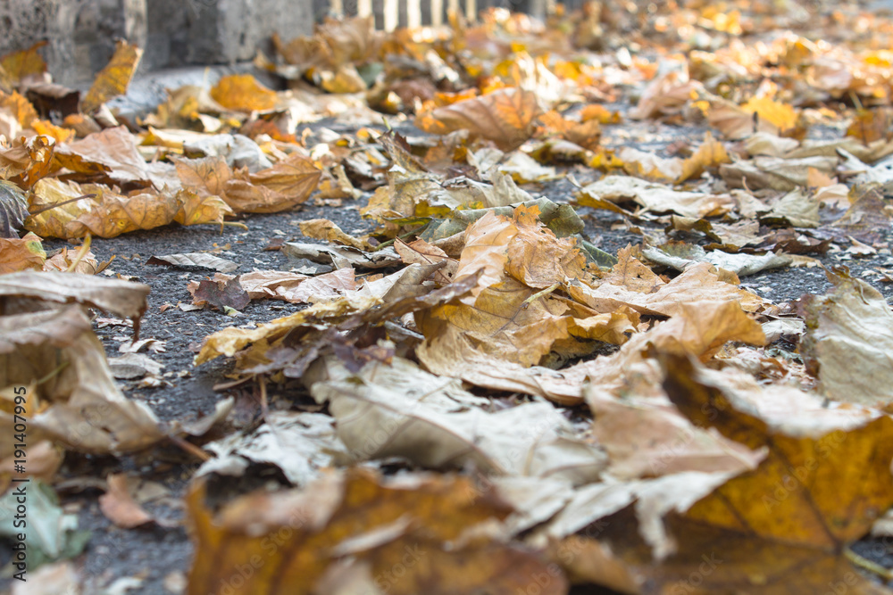 Autumn fallen leaves in on the asphalt with perspective view
