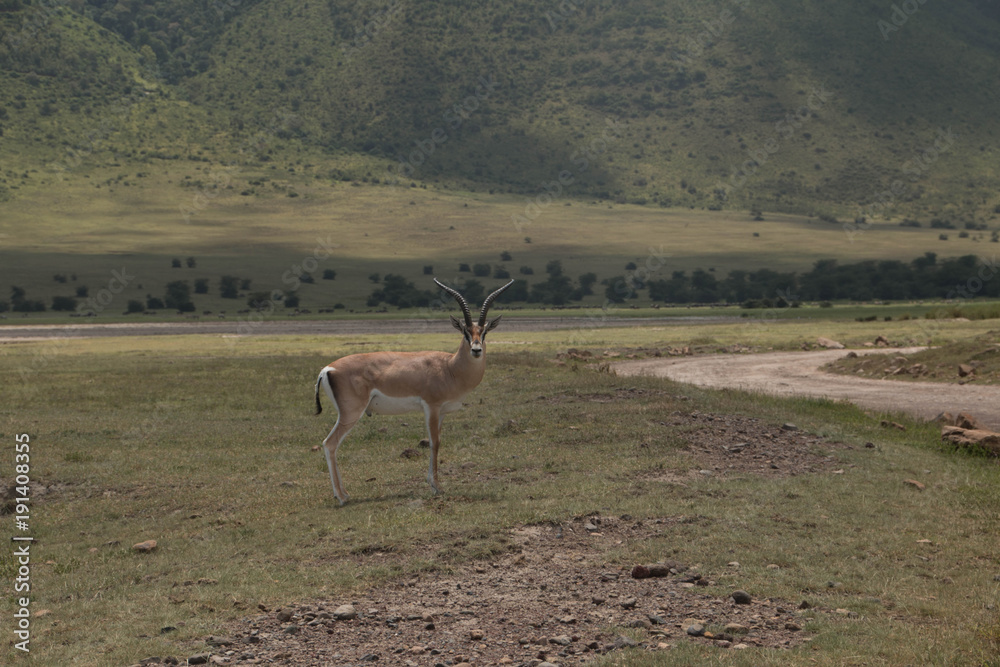 A Grant's Gazelle in Ngorongoro Crater A Grant's Gazelle in Ngorongoro Crater