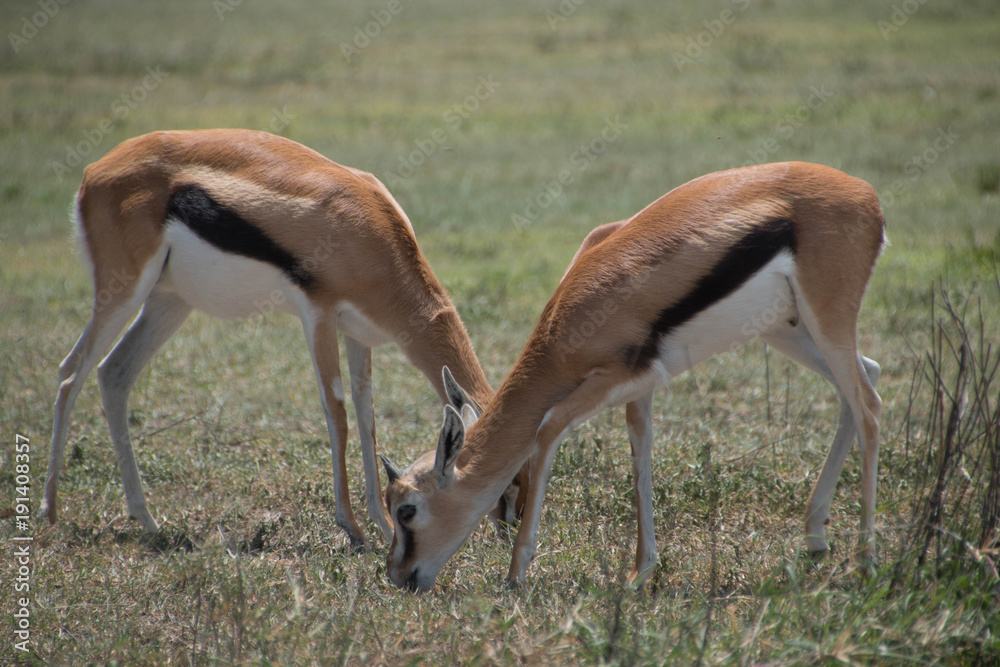 Two Thompson's Gazelles grazing in Ngorongoro Crater Two Thompson's Gazelles grazing in Ngorongoro Crater