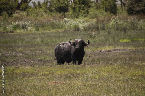 The Cape Buffaloes of Ngorongoro Crater